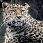 Фотография jaguar
