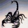 Фотография черный скорпион