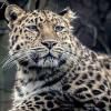 (Рескладчина) Определение Внешнего Фона На Рынке - последнее сообщение от jaguar